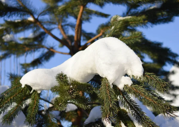 Smrkové Větve Sněhu Zimním Mrazivém Počasí — Stock fotografie