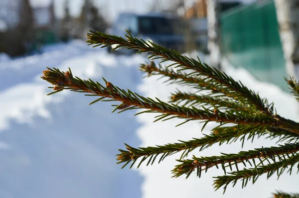 Ramos Abeto Neve Inverno Claro Tempo Gelado — Fotografia de Stock