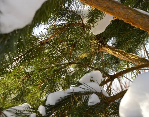 Branches Épinette Dans Neige Hiver Clair Temps Givré — Photo