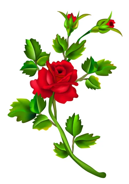 Rose rouge isolée sur blanc — Image vectorielle