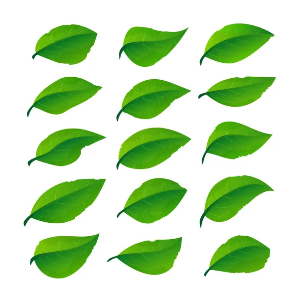 Set of green leaves — Stock Vector