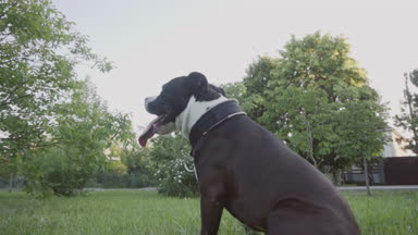 İngiliz Staffordshire boğa korkunç çalıştıran ve atlamak
