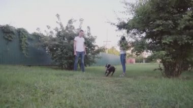 İngiliz Staffordshire boğa korkunç çalıştıran ve atlamak