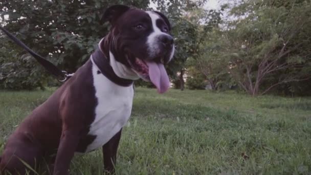Anglais staffordshire bull terrier running and jump — Video