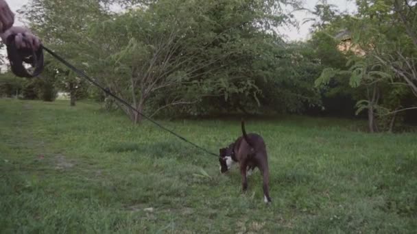 Inglês staffordshire touro terrier correndo e saltar — Vídeo de Stock