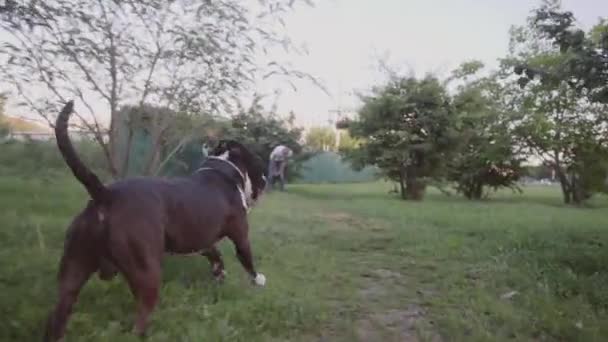 Englischer Staffordshire Bullterrier rennt und springt — Stockvideo