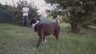 İngiliz Staffordshire boğa korkunç çalıştıran ve atlamak