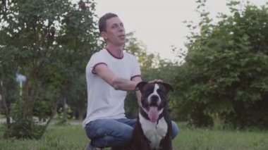 İngiliz Staffordshire boğa korkunç çalıştıran ve atlamak