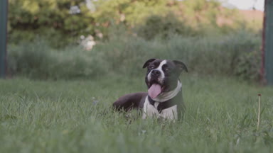 İngiliz Staffordshire boğa korkunç çalıştıran ve atlamak