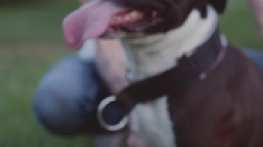 İngiliz Staffordshire boğa korkunç çalıştıran ve atlamak