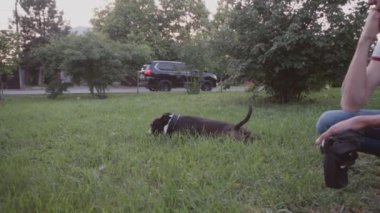 İngiliz Staffordshire boğa korkunç çalıştıran ve atlamak