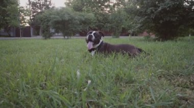 İngiliz Staffordshire boğa korkunç çalıştıran ve atlamak