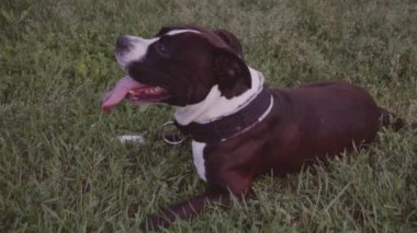 İngiliz Staffordshire boğa korkunç çalıştıran ve atlamak