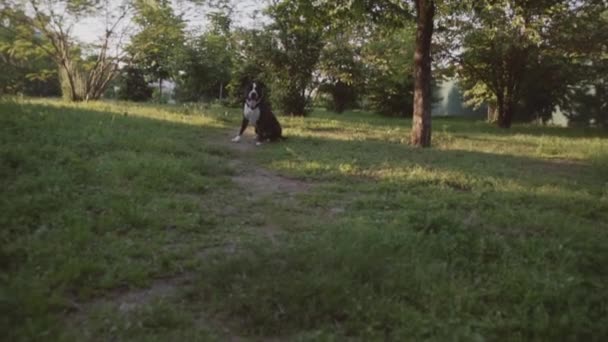 Inglés staffordshire bull terrier running and jump — Vídeos de Stock