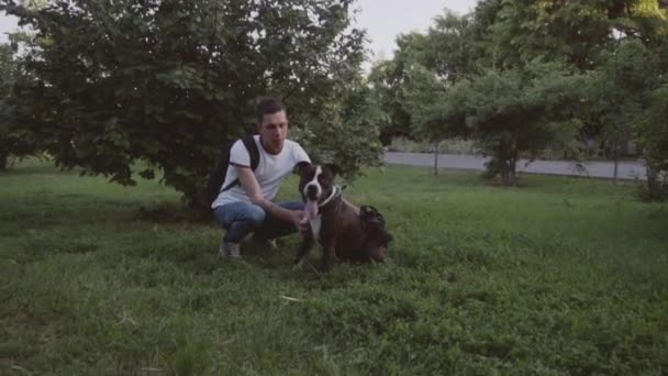 Inglês staffordshire touro terrier correndo e saltar — Vídeo de Stock