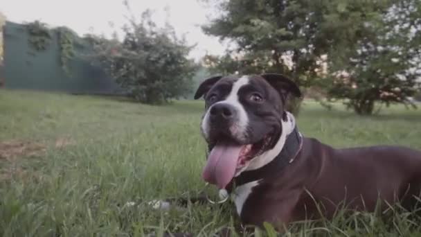 English staffordshire bull terrier running and jump — Stock Video