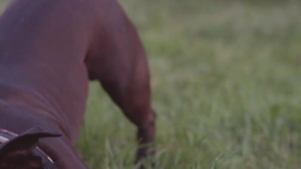 Engelse staffordshire Terriër van de stier lopen en springen — Stockvideo