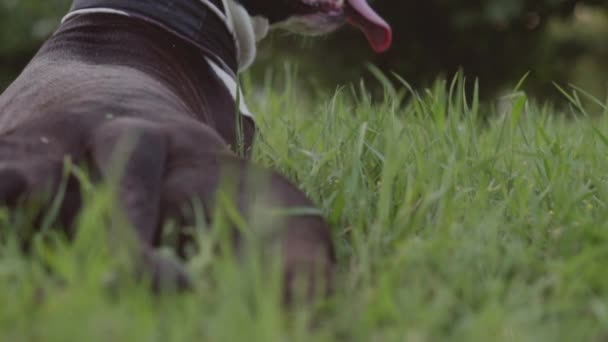 Engelsk staffordshire bullterrier kör och hoppa — Stockvideo