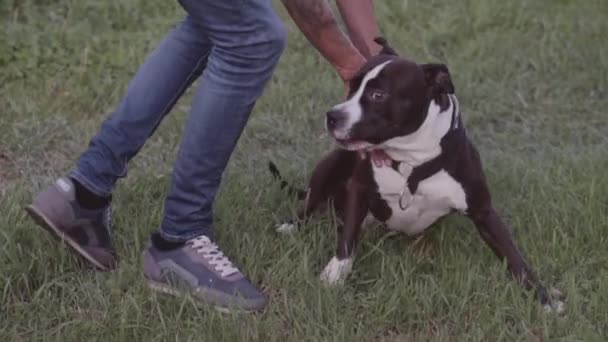 English staffordshire bull terrier running and jump — Stock Video