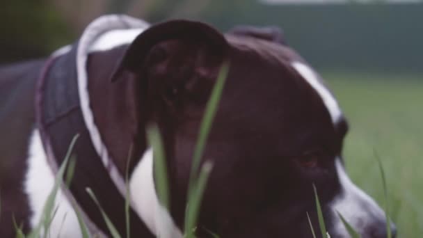 Inglese staffordshire bull terrier in esecuzione e saltare — Video Stock