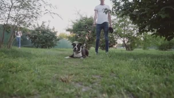 Englischer Staffordshire Bullterrier rennt und springt — Stockvideo