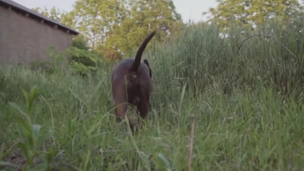 Engelse staffordshire Terriër van de stier lopen en springen — Stockvideo