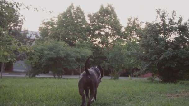 Engelse staffordshire Terriër van de stier lopen en springen — Stockvideo