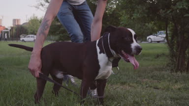 İngiliz Staffordshire boğa korkunç çalıştıran ve atlamak