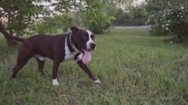 İngiliz Staffordshire boğa korkunç çalıştıran ve atlamak