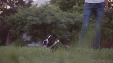 İngiliz Staffordshire boğa korkunç çalıştıran ve atlamak