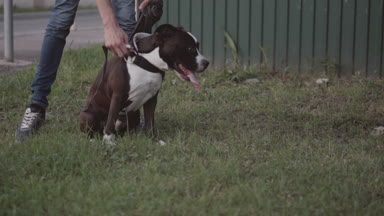 İngiliz Staffordshire Bull Terrier tasma yürür