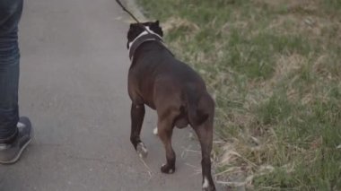 İngiliz Staffordshire Bull Terrier tasma yürür