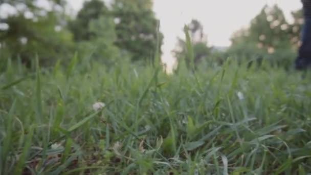 Englischer Staffordshire Bullterrier rennt und springt — Stockvideo