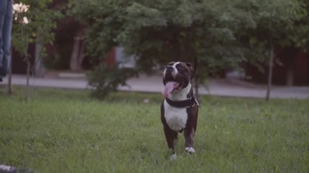 İngiliz Staffordshire boğa korkunç çalıştıran ve atlamak — Stok video