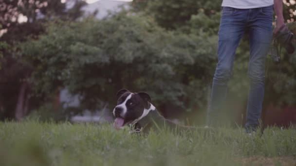 English staffordshire bull terrier running and jump — Stock Video