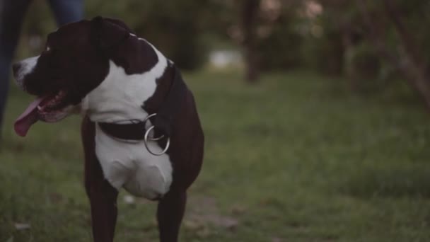 Engelsk staffordshire bullterrier kör och hoppa — Stockvideo