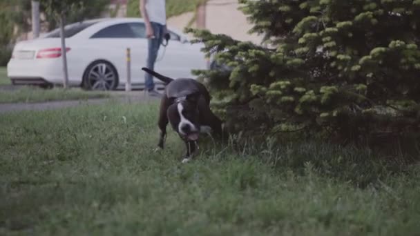 Inglés staffordshire bull terrier running and jump — Vídeos de Stock