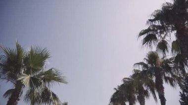 güzel kız bir palmiye ağacı gezer