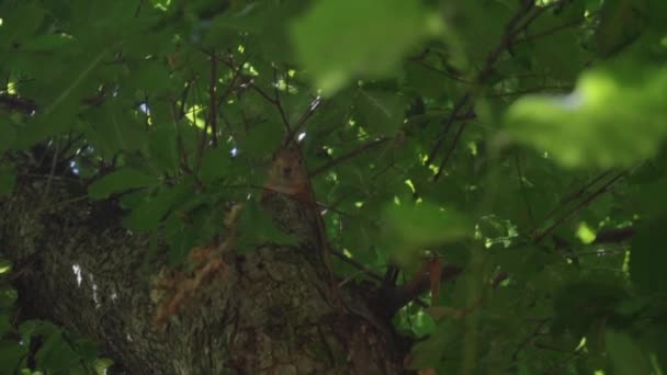 Esquilo corre em uma floresta densa — Vídeo de Stock