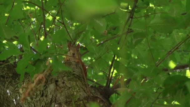 Ardilla corre en un bosque denso — Vídeos de Stock