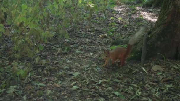 Σκίουρος τρέχει μέσα σε πυκνό δάσος — Αρχείο Βίντεο