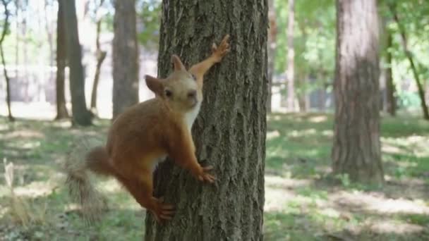 Esquilo corre em uma floresta densa — Vídeo de Stock