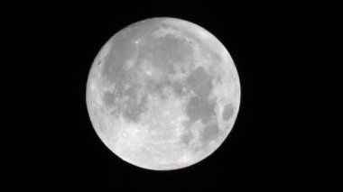Ayın yakın çekim