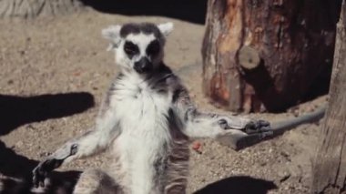 lemur kendisi sabah erken güneşte ısınma