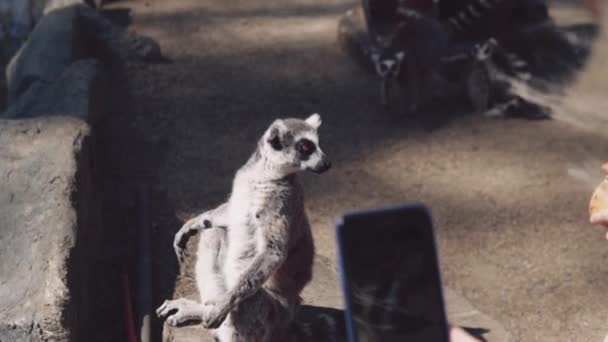 Lemure che si riscalda al sole del mattino presto — Video Stock