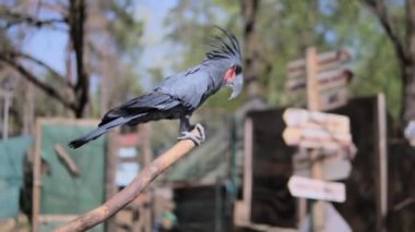 Bir dal üzerinde oturan sevimli küçük papağan