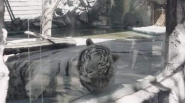 beyaz kaplan kafese yatıyor