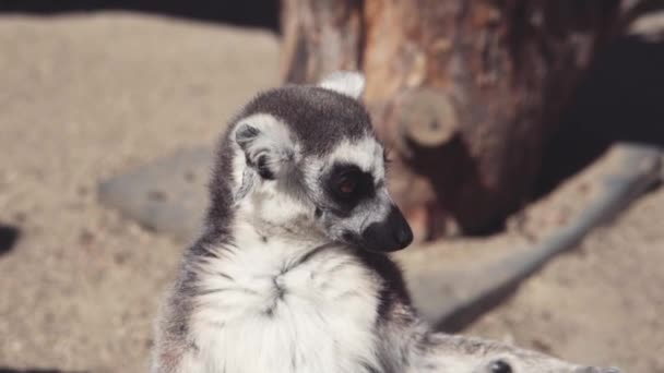 Lemur ocieplenie sam w poranne słońce — Wideo stockowe