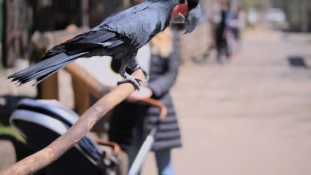 Cute Little Parrot Sitting Branch — Stock Video