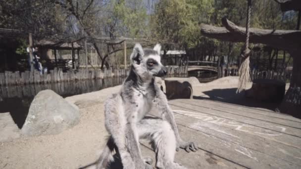 Lemur hřála se v ranním slunci — Stock video